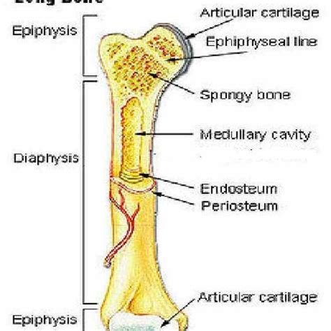 Anatomy Of The Long Bone | MedicineBTG.com