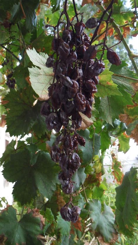 la Sierra de Córdoba en Cabriñana: uvas pasas