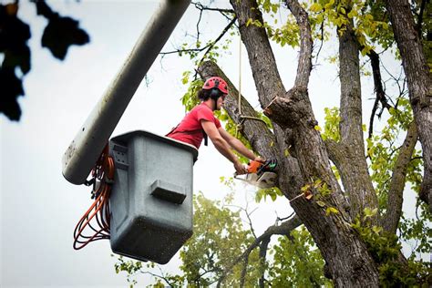 Tree Surgeon - Certified Arborist - Essel Environmental