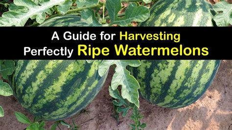 Watermelon Harvesting Guide - Best Time to Pick Watermelon