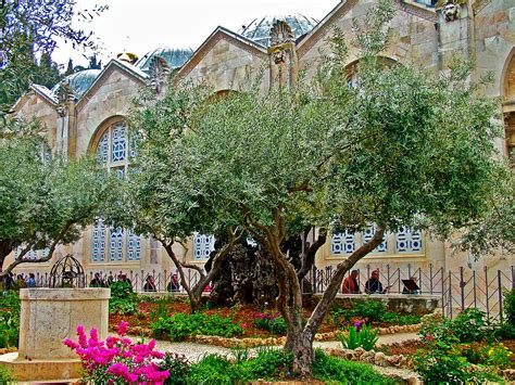 Church of Gethsemane and Gethsemane Garden on the Mount of Olives in ...