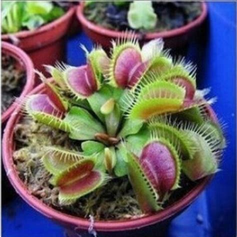 Venus Flytrap Seeds 100 pcs – Slim Wallet Company