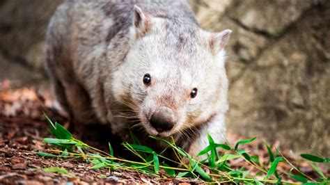 World’s oldest wombat dies aged 32 | news.com.au — Australia’s leading news site