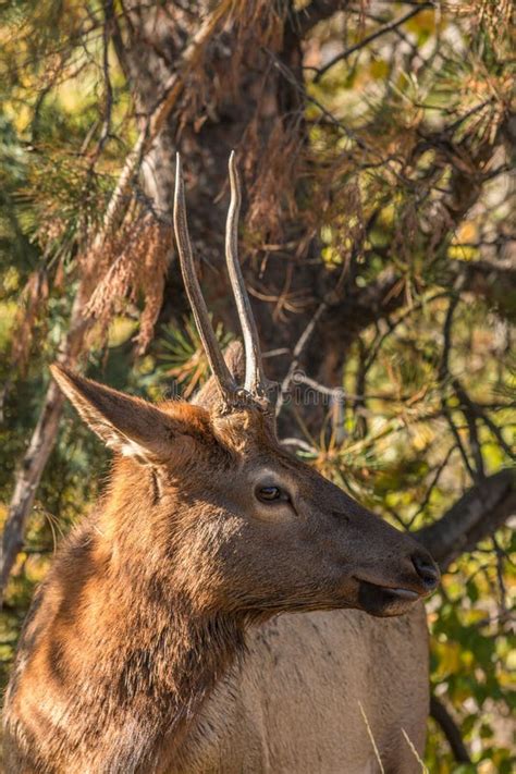 Spike elk stock photo. Image of life, park, bull, rocky - 6569554