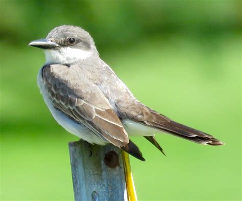 Nerdy for Birdy: Gray Kingbird at Hillman Marsh + Phalarope Photo Fame?!?