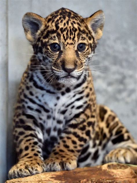 San Diego Zoo’s Jaguar Cub Needs a Name - ZooBorns