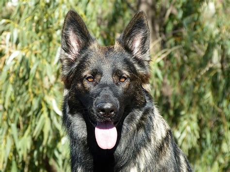 4 signs of hip dysplasia in German Shepherds