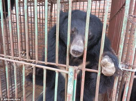 MailOnline goes inside the Vietnamese bear bile 'farms' | Daily Mail Online