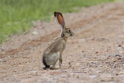 Magically Surprising Examples of Crepuscular Animals