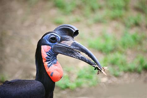 120+ Abyssinian Ground Hornbill Photos Stock Photos, Pictures & Royalty-Free Images - iStock