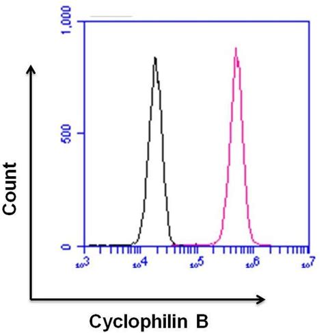 Rabbit IgG Isotype Control (SP137), Invitrogen 500μL; Unconjugated:Antibodies | Fisher Scientific