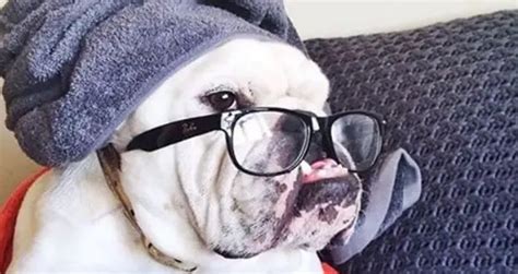 8 Funny Bulldogs Acting Like Humans: You Will Love Them