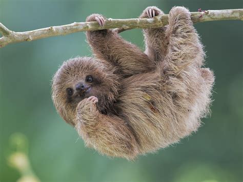 Baby Sloth Wallpapers - Top Free Baby Sloth Backgrounds - WallpaperAccess