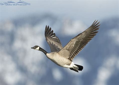 Flying Canada Goose With The Snow Covered Wasatch Mountains In The Background - Mia McPherson's ...