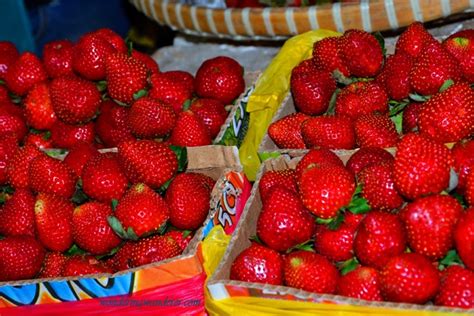 La Trinidad Strawberry Farm - Benguet | WW Travel Blog