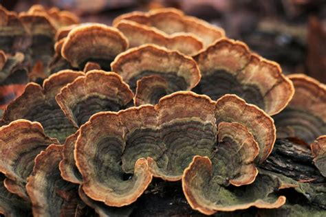 False Turkey Tail Fungi Close-up Free Stock Photo - Public Domain Pictures