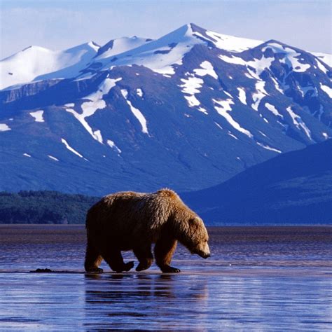 Download Alaska Denali National Park Grizzly Bear Animal Grizzly Bear PFP
