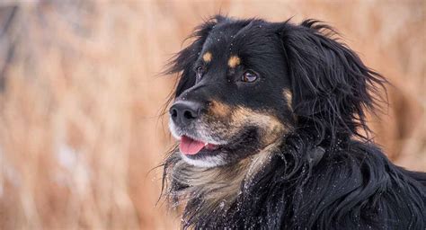 Bernese Mountain Dog Mix Breed Dogs - Big Mixes With Big Personalities