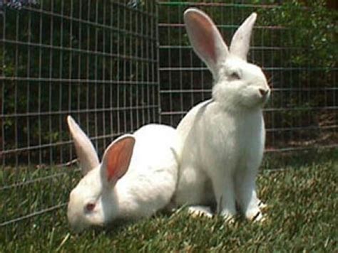 Bunny Breed Guide: New Zealand White Rabbit | PetHelpful