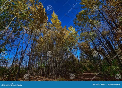 Wildcat Mountain State Park Fall Colors Along the Hiking Trail Stock Image - Image of ontario ...