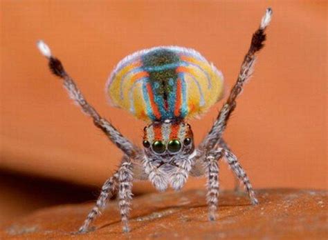 Funny Spiders - Pets Cute and Docile