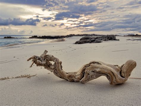 Driftwood sunset by peterpateman on DeviantArt