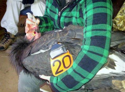 35-year-old California condor released into the wild from breeding program – The Mercury News