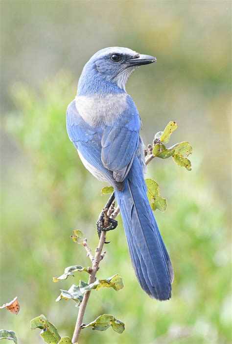 State Bird of Florida – Flying Lessons