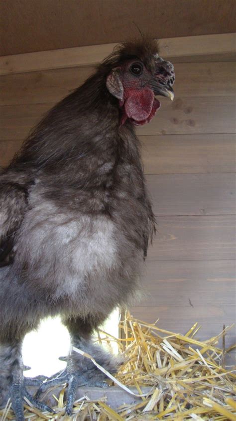 Aggressive Rooster - Silkie Breed. | BackYard Chickens - Learn How to ...