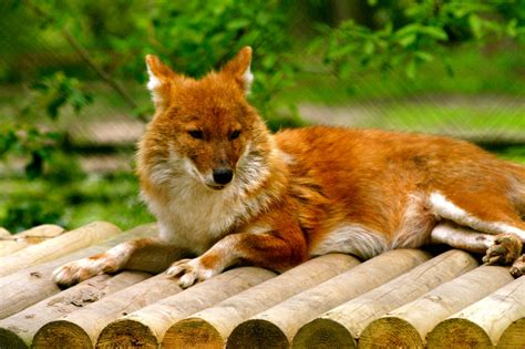 Dhole by McProbius on DeviantArt