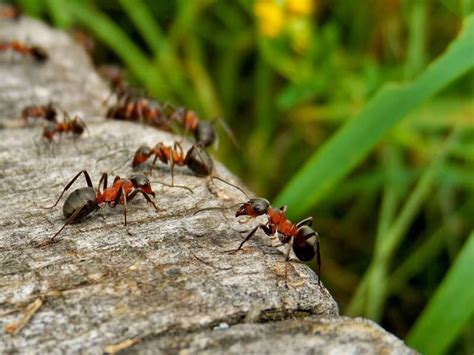 How To Get Rid Of Ants In Garden Without Killing Plants