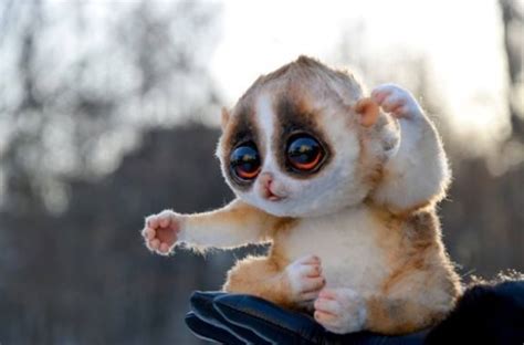 Slow Loris | Big eyed animals, Cute animals, Slow loris