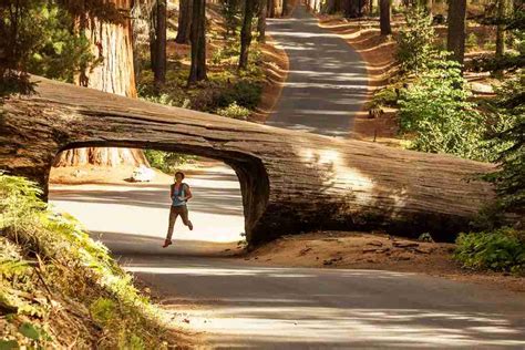 Camping Sequoia National Park & Sequoias National Forest