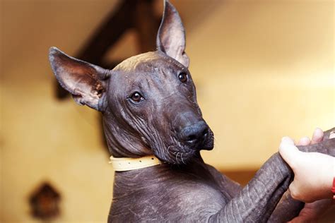 Hairless Dog Breeds | The Smart Dog Guide