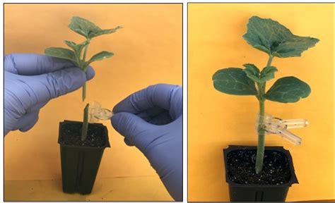 Splice-grafting watermelon plants can help with disease resistance - Vegetable Growers News