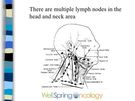 Cancer Neck Lymph Nodes Diagram