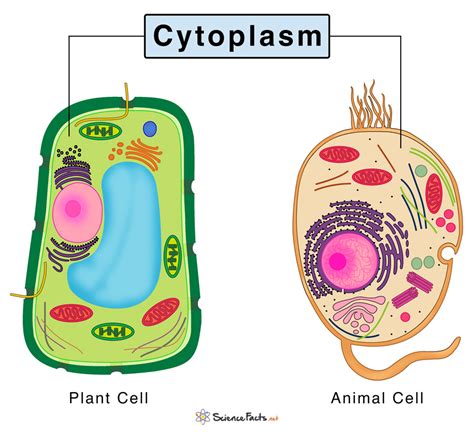 Cytoplasm: Definition, Structure, & Functions with Diagram