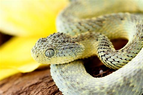 Fotos von Atheris squamigera – c-ro reptiles