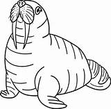 Walrus Isolated Coloring Page For Kids 10789297 Vector Art At Vecteezy sketch template