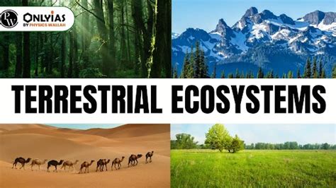 Terrestrial Ecosystem: Types, Tundra, Forest, Grassland & Desert ...