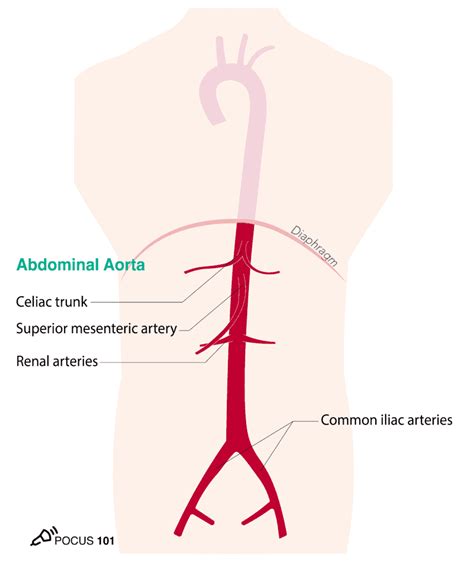 Abdominal Aorta Diagram