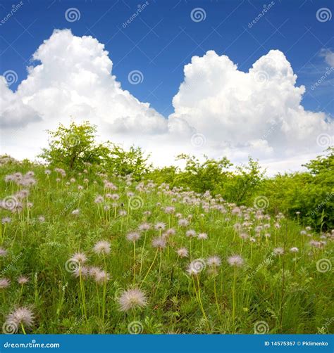 Green field with flowers stock image. Image of deep, head - 14575367