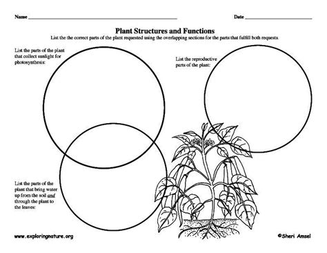 Plant Structures - Graphic Organizer