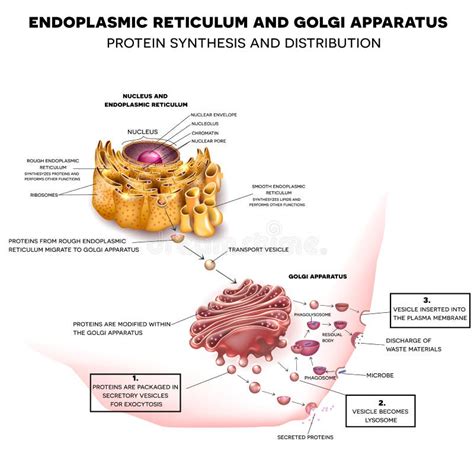 Endoplasmic Reticulum and Golgi Apparatus Stock Vector - Illustration of golgi, microbiology ...