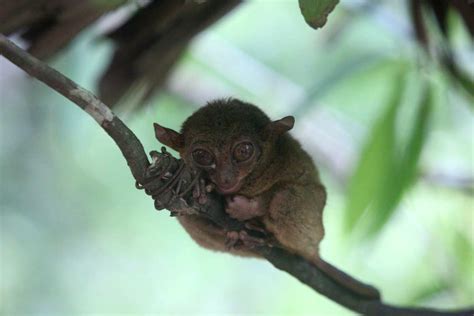 Tarsier Monkey: Profile, Description, Species, Habitat, Facts - Primates Park