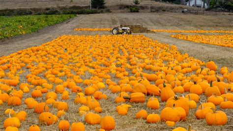 The 13 States That Grow the Most Pumpkins – Page 4 – 24/7 Wall St.