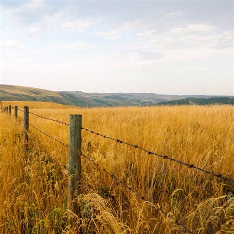 Yellow Prairie Grass Seeds, Sorghastrum nutans | American Meadows