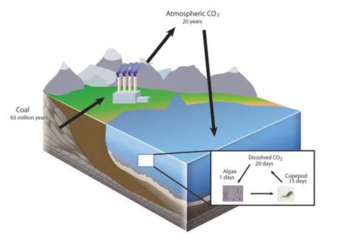 The Conservation of Mass | Learn Science at Scitable