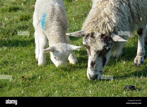 Lamb and ewe feeding Stock Photo - Alamy