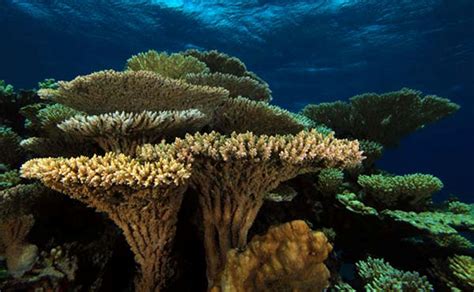 UPSC Civil Services Exam: Biodiversity: Coral reefs